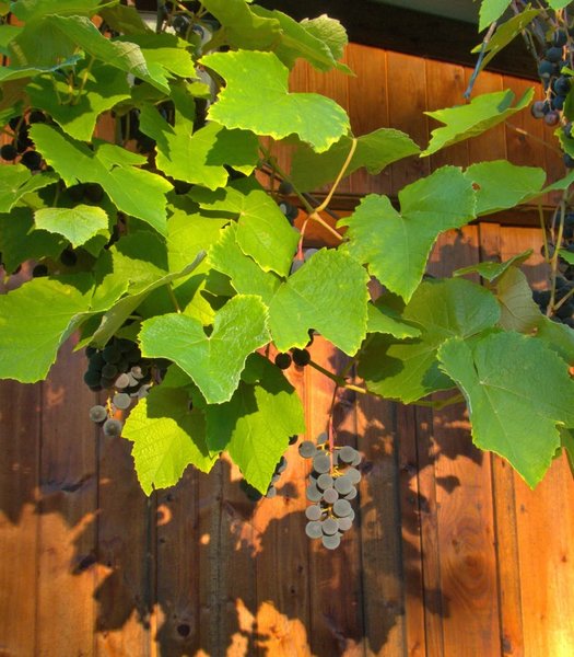 Evenement Ayze Montessuit