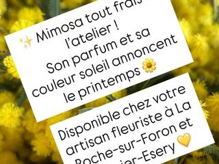 Mimosa tout frais à l’atelier !