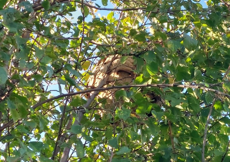 Petite Annonce Le Rucher de St Jean