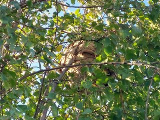 Cagnotte participative - Lutte frelon asiatique