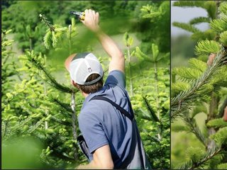 L'été, le moment clé de la qualité de vos futurs sapins !