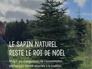 Le Sapin Naturel, reste le Roi de Noël !