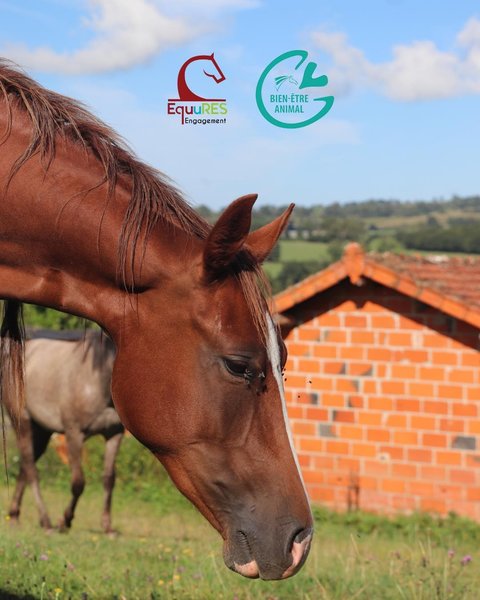Petite Annonce Ecole d’équitation de Peillonnex