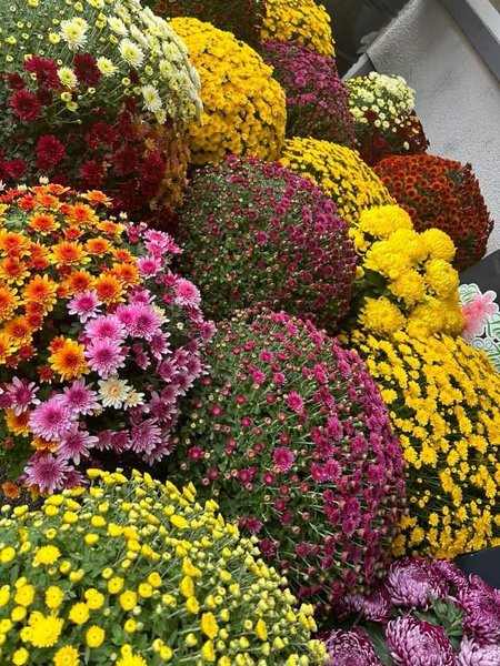 Offre Ponctuelle Au langage des Fleurs