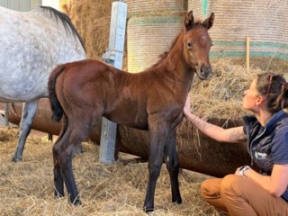 Hedonia Horse & Coach Sportive