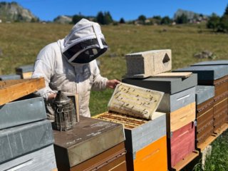 Au pré des abeilles