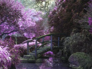 Céline Immo / Feng-shui