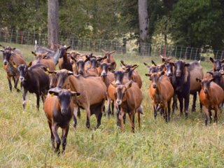 Chèvrerie du Pré Baillard