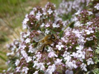Danse avec les Fleurs